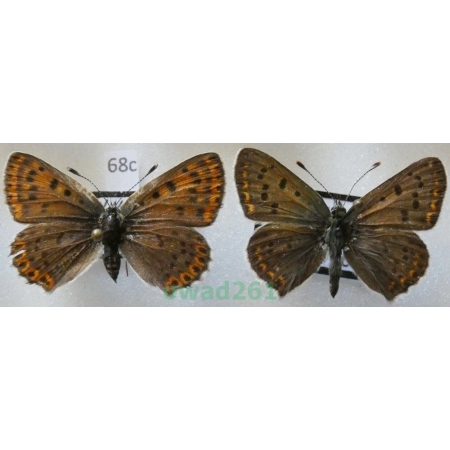 Lycaena tityrus (Poda, 1761) pair Slovenia68c